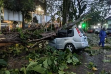 Pohon Tumbang Timpa...
