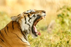 Ini 4 Harimau Terbuas...