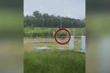 Viral, Orangutan Berkeliaran...