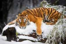 9 Spesies Harimau yang...
