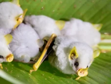 Kenalan dengan Kelelawar...