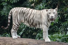 3 Perbedaan Harimau...