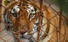 5 Bahaya Harimau Sebagai...