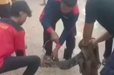Penampakan Biawak 1...