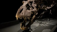 Riset Buktikan T. Rex...