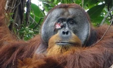 Ahli Temukan Fakta Orangutan...