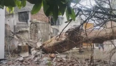 Pohon Beringin Raksasa...
