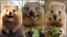 5 Fakta Quokka, Hewan...