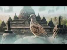 Dihormati Melebihi Harimau,...