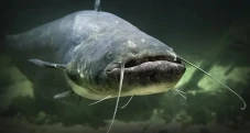 Ilmuwan AS Sebut Ikan...