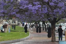 Abha Hutan Ungu di Arab...