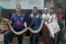 Geger! Ular Sanca Sepanjang...