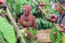 Kawasan Kebun Kopi Desa...