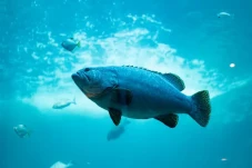 Mengenal Ikan Robot,...