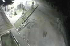 Viral Harimau Sumatera...