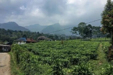 Vila Terdingin di Puncak...