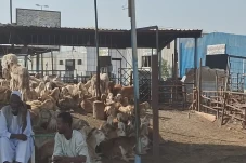 Kemenag Terbitkan Skema...