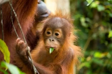 Malaysia Gunakan Orangutan...