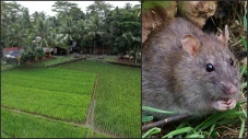 8 Hewan di Sawah dan...