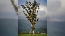 Pohon Berjalan Sabet...