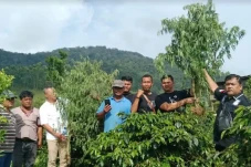 Disamarkan Pohon Kopi,...