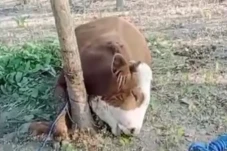 Viral! Sapi Kurban Mati...