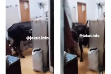 Momen Lucu Sapi Masuk...