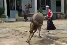 Kerbau Kurban di Lebak...