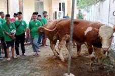 BKI Bagikan Daging Kurban...