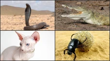 Fauna Mesir Kuno: Keajaiban...
