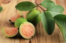 Ajaib! Daun Jambu Biji...