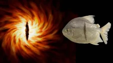 3 Fakta Ikan Sauron,...