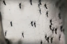 Gejala Virus West Nile...
