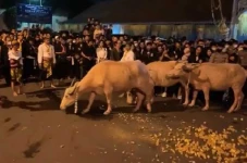 Keraton Solo Gelar Kirab...