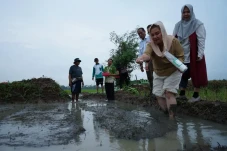 Tanam Padi di Lahan...