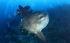 Ikan Mola Mola Tertangkap...