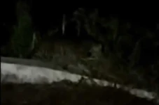 Macan Tutul Berkeliaran...