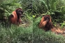 Viral! Orang Utan di...