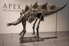 Rekor, Fosil Dinosaurus...