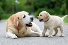Hukum Memelihara Anjing...