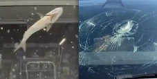 Kaca Mobil Tesla Ini...