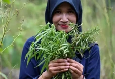 Bercocok Tanam yang...