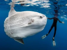 10 Ikan Terbesar di...
