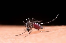 Perbedaan Gejala Virus...