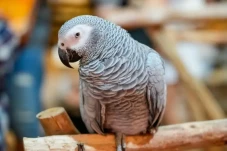 Ucapkan 12 Kata, Burung...