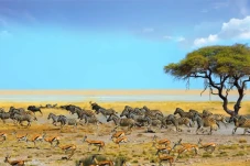 5 Tempat Wisata di Namibia,...
