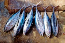 6 Ikan Laut yang Mengandung...