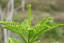 6 Manfaat Daun Pinus...