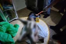 Pontianak Gempar! Bocah...