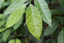 5 Daun yang Bisa Mengecilkan...